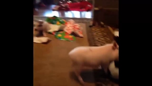 Funny Animals - pets & animals and their funniest moments - funny animal compilation