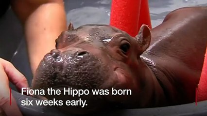 Baby hippo saved by hospital doctors