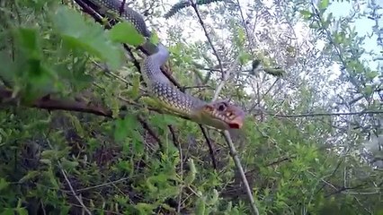 big snake terrifying