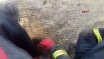 Şanlıurfa Dev Kayanın Altında Sıkışan Kaplumbağa 1 Saatte Kurtarıldı