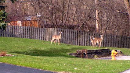 Deer Near Backyard Woods