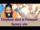 Assam : Baby elephant tries to revive dead mother on Patanjali factory site | Oneindia News