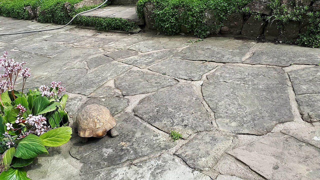 Une tortue ce réveille doucement après quelques mois d'hbibernation