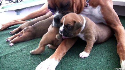Boxer Puppies Start To Walk Part 10!!