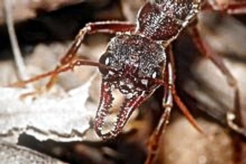 Katil Karıncalar - belgesel izle -