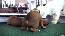 Boxer Puppies Poop Part 12!!