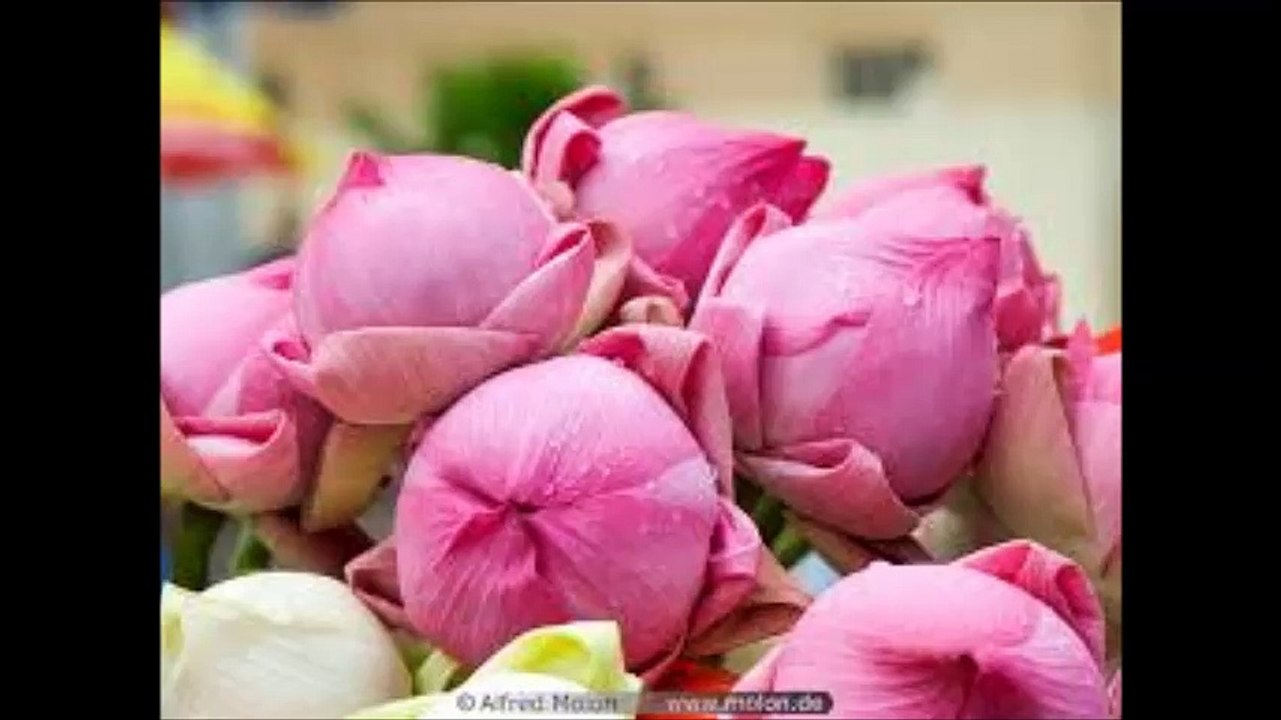 คอนเสิร์ตเพลินใจ 5