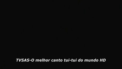 Coleiro o melhor canto tui-tui do mundo