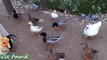 Real Duck Chickens Goose Pig  farm animals - Farm Animals video f