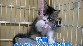 子猫　あんでぃくんの幼少期