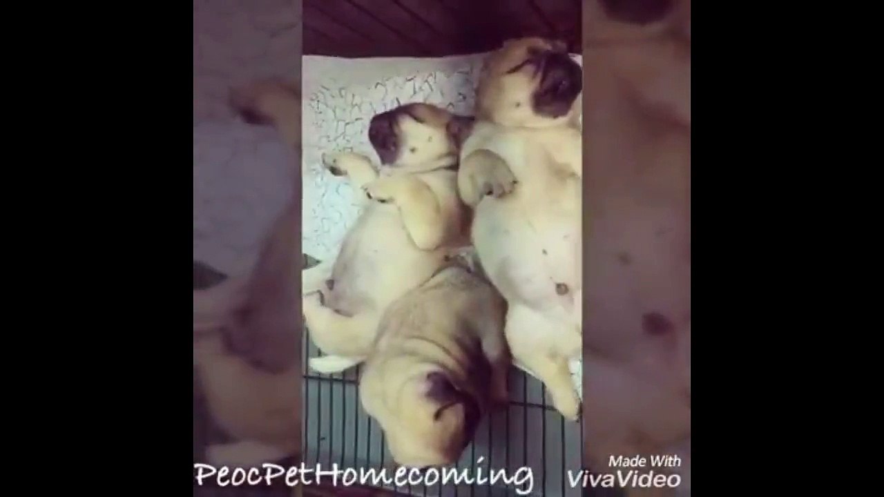 My pug when sleeping !!!