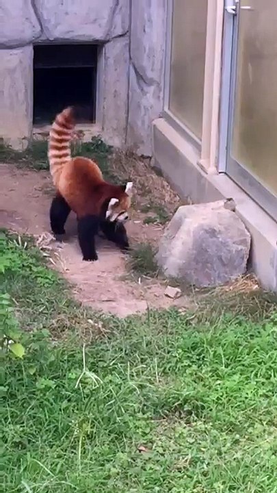 red panda  with fight watch