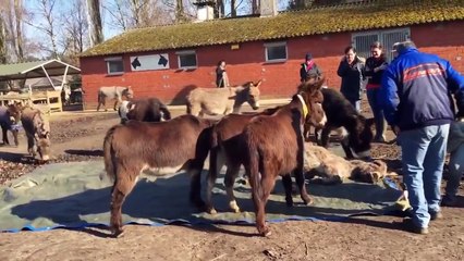 ASINI PIANGONO IL LORO AMICO MORTO.....COMMOVENTE