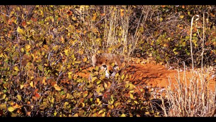 find all hidden animal in forest