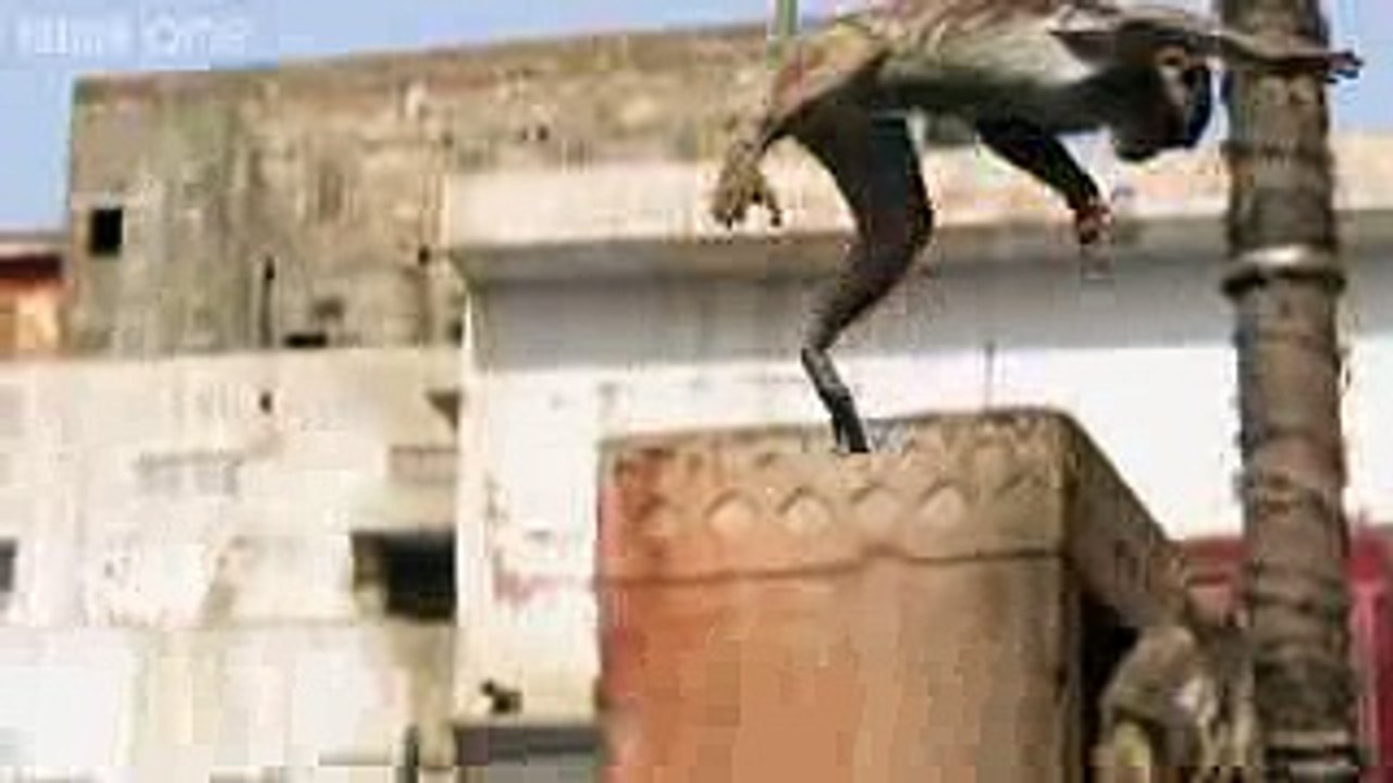 Monkey Jumping