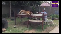 Tigers Attack - Full Video Leaked 2016 - Tiger vs Lion real life fight 2016 hd