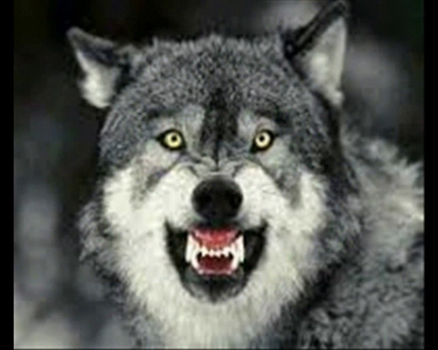 Chanson LES LOUPS SONT ENTRES DANS PARIS