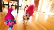 Trolls Puppy Makeover (Poppy, Branch, Guy Dcxzczxciamond) Dreamworks New Movie