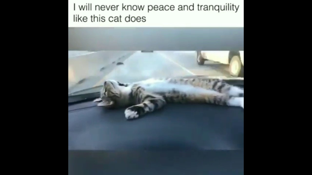 Cat Found A New Way Of Traveling In A Car