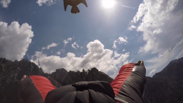 Peregrine Falcon Chases Human Wingsuit Pilot