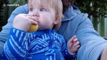 Cute baby eats lemon like an apple