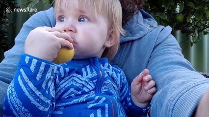 Cute baby eats lemon like an apple