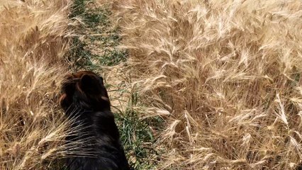 JEKKO DU MAZET DES SALINS: 10 MOIS