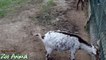Happy goats in farm animals - Funniest animal vidwer34534ima
