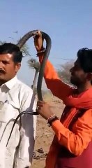 Turista não percebe que foi picado por cobra e morre uma hora depois