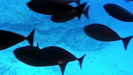 Submarine ride in Maui