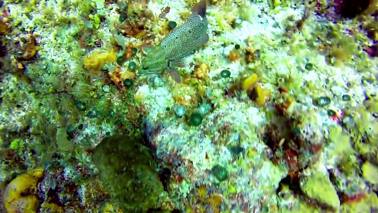 Groupers Columbia Reef Cozumel Mexico Diving