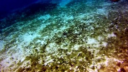 Cozumel Mexico Dive in the Columbia Shallows