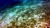Cozumel Mexico Dive in the Columbia Shallows