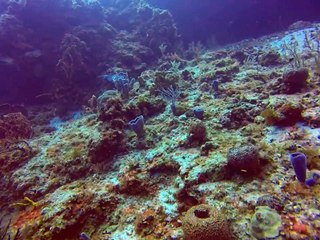 Cozumel Diving Scrawled Filefish of the Caribbean