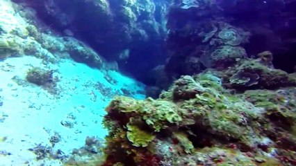 Cozumel Mexico Diving Santa Rosa Swim Thru