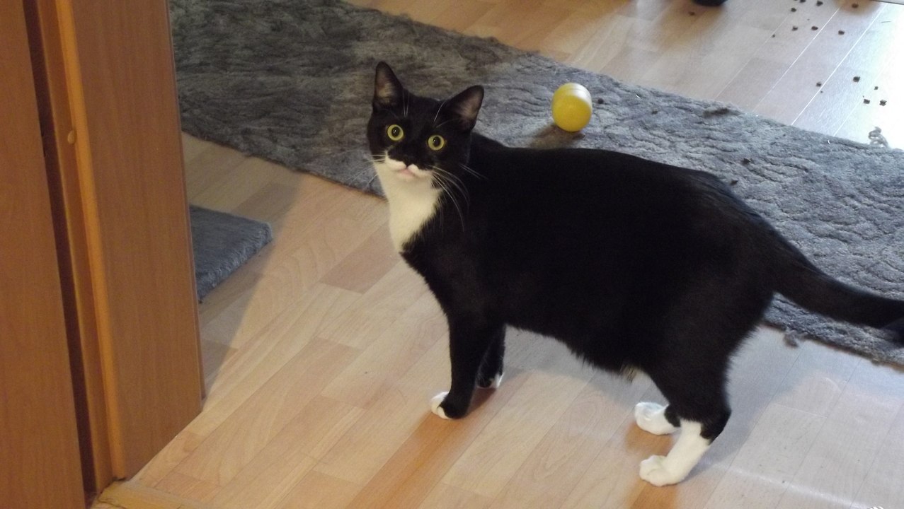 Katze Stitch bei seinem Lieblingsspiel apportieren