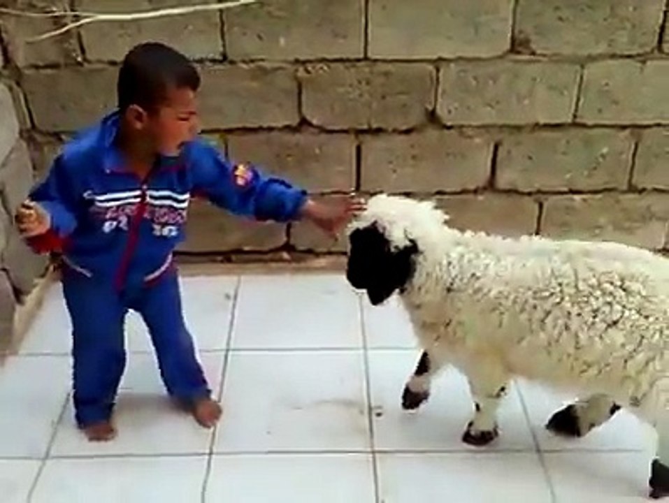 Best and funniest goat videos - Funny and cute animal compilation