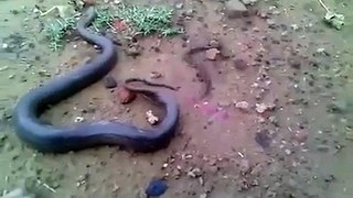 Funny Cats Video | Top Funny Cats vs Snakes