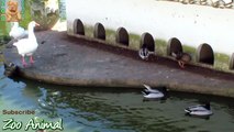 Funny Ducks playing in the water - Farm animals video