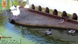 Funny Ducks playing in the water - Farm animals video f\