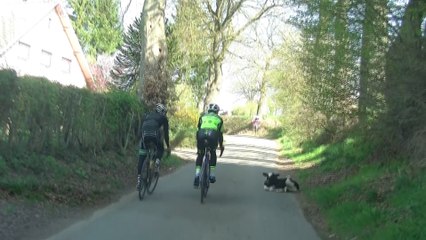 Liège-Bastogne-Liège : un veau au milieu de parcours