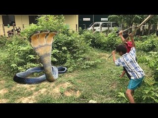Amazing Boys Catch Big Snake During Collect Guava Fruit In My Village - How To Catch Snake By Hand