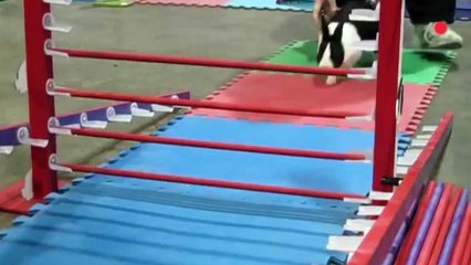 Epic Easter Bunnies _ Funny Pet Video Compilation 2017