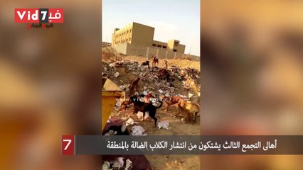 أهالى التجمع الثالث يشتكون من انتشار الكلاب الضالة بالمنطقة
