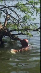 Il plonge et arrache un serpent d'un arbre le fou !