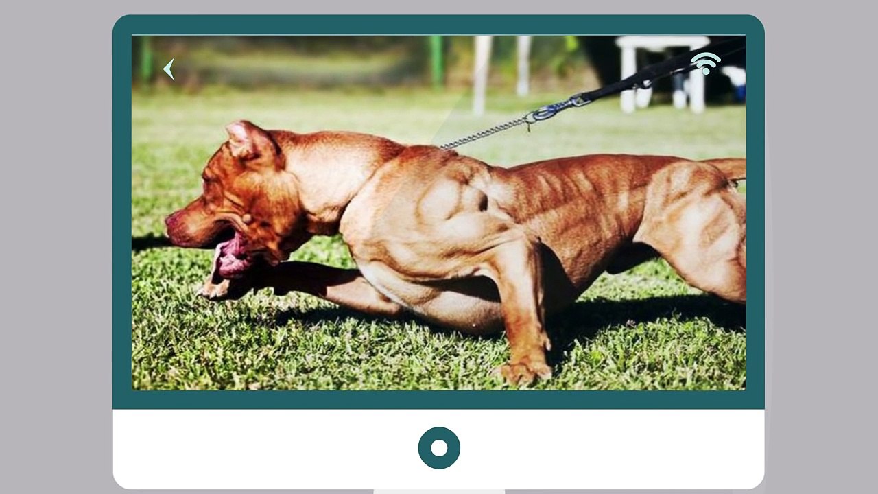 إكتشف سر هذا الكلب المفتول العضلات، هل هو حقيقة ام خدعة؟