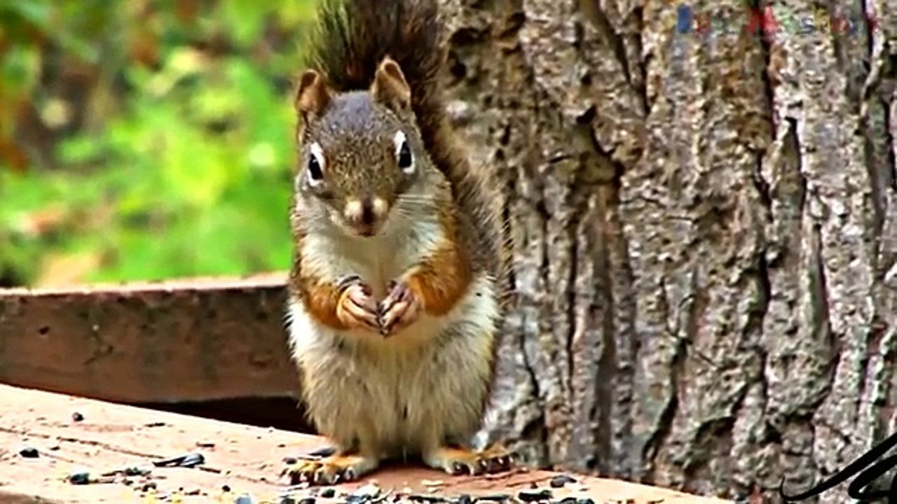 Funny Animals ★ Craziest Mashup Ever