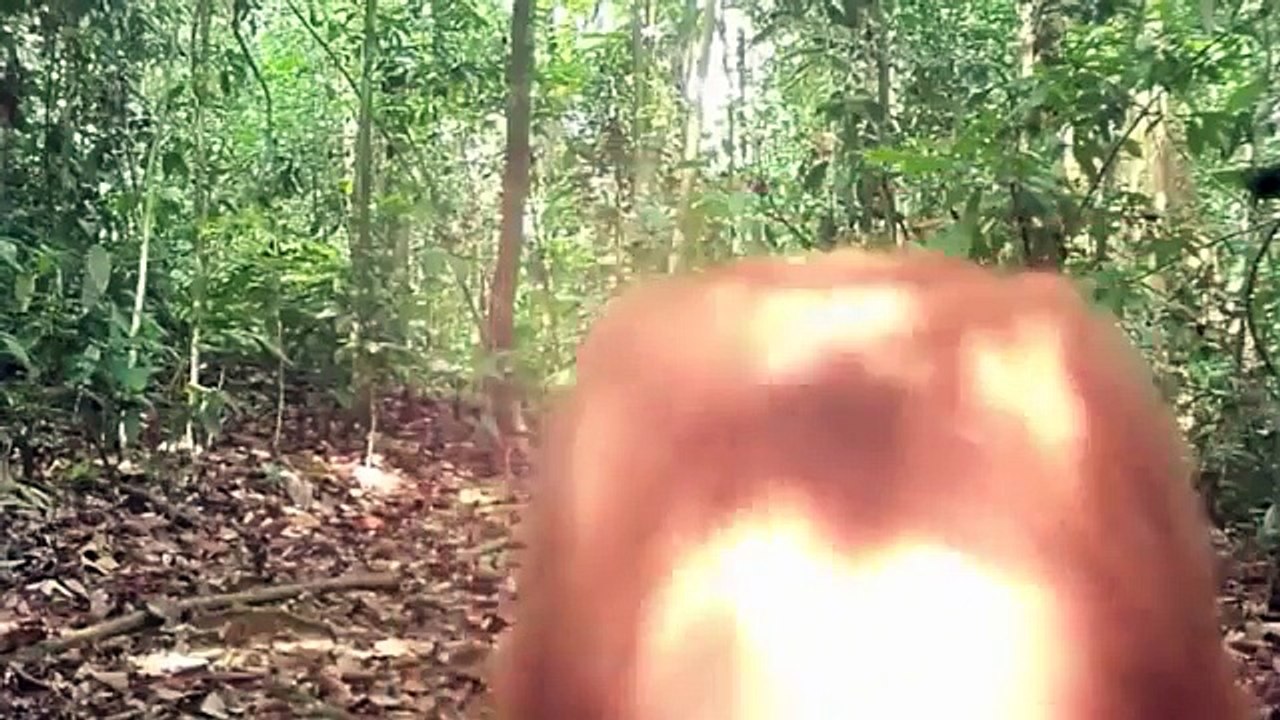 Après 20 ans passés derrière les barreaux cet orang outan retrouve la liberté !