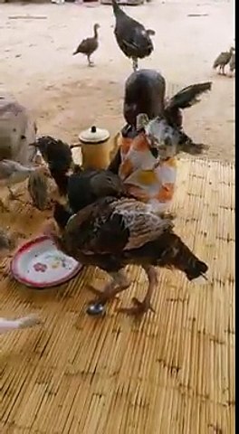 TURKEY AND THE SMALL BOY
