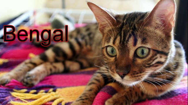 Top 15 Cats, Popular cat Breeds in world 2017, Best Cats. Top Breed